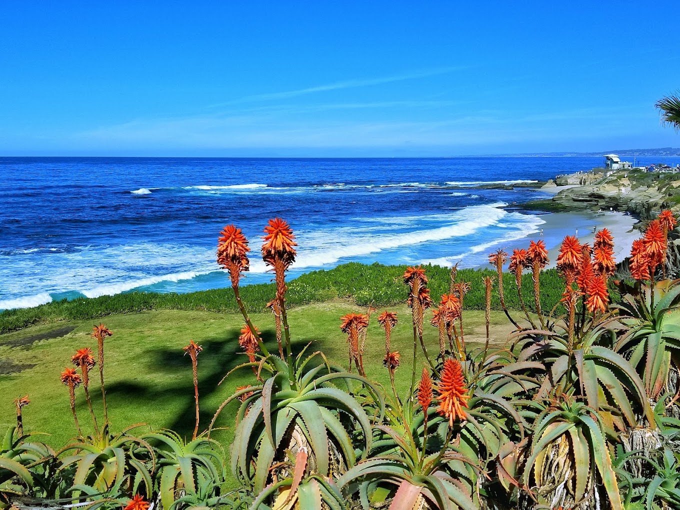 Orange aloe flowers on the bluff above the beach and blue ocean at the Wedding Bowl